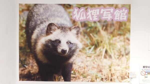 猫の日だけどタヌキ屋さん