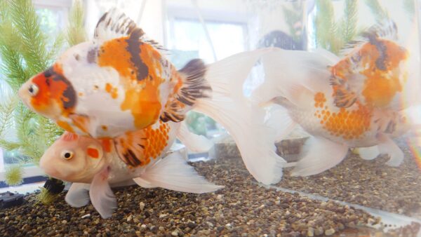第5回川澄太一の金魚展